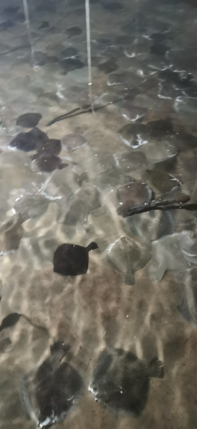 多宝鱼