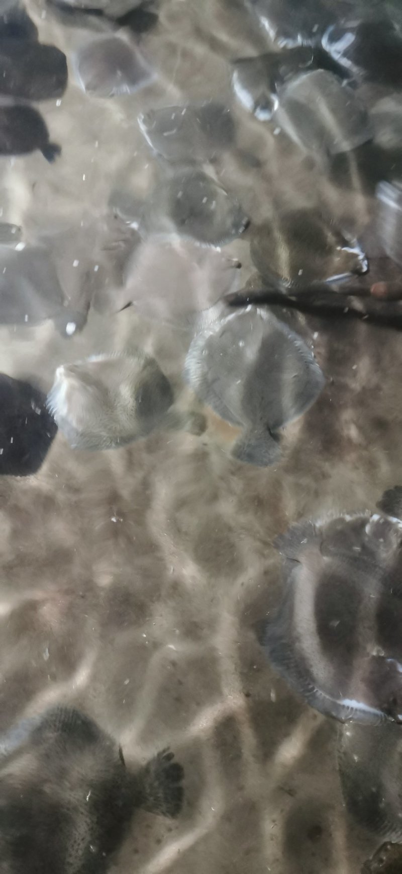 多宝鱼