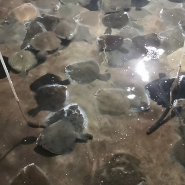 多宝鱼