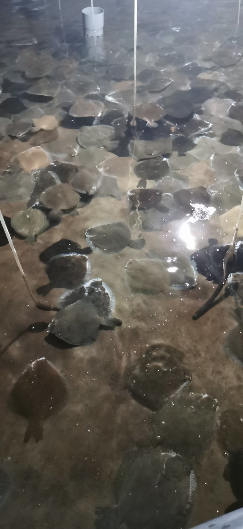多宝鱼