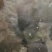 多宝鱼