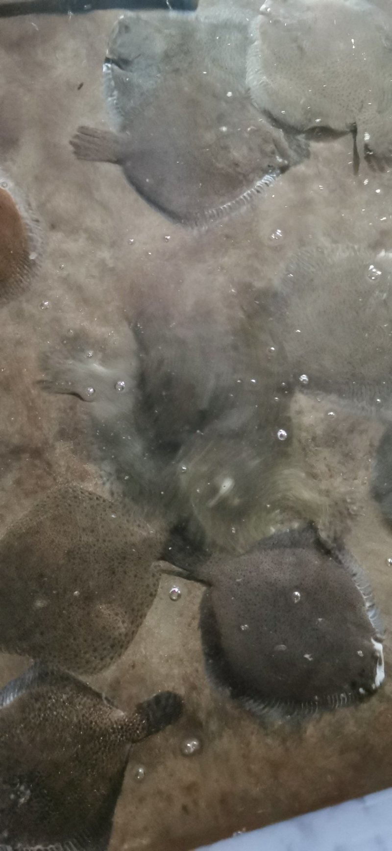 多宝鱼