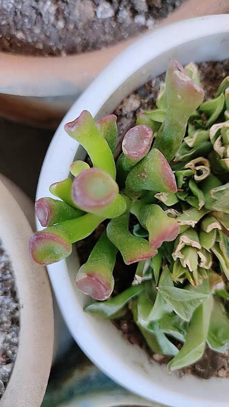 多肉植物吸财树桃蛋熊童子血祭红叶祭盆景花卉裸根