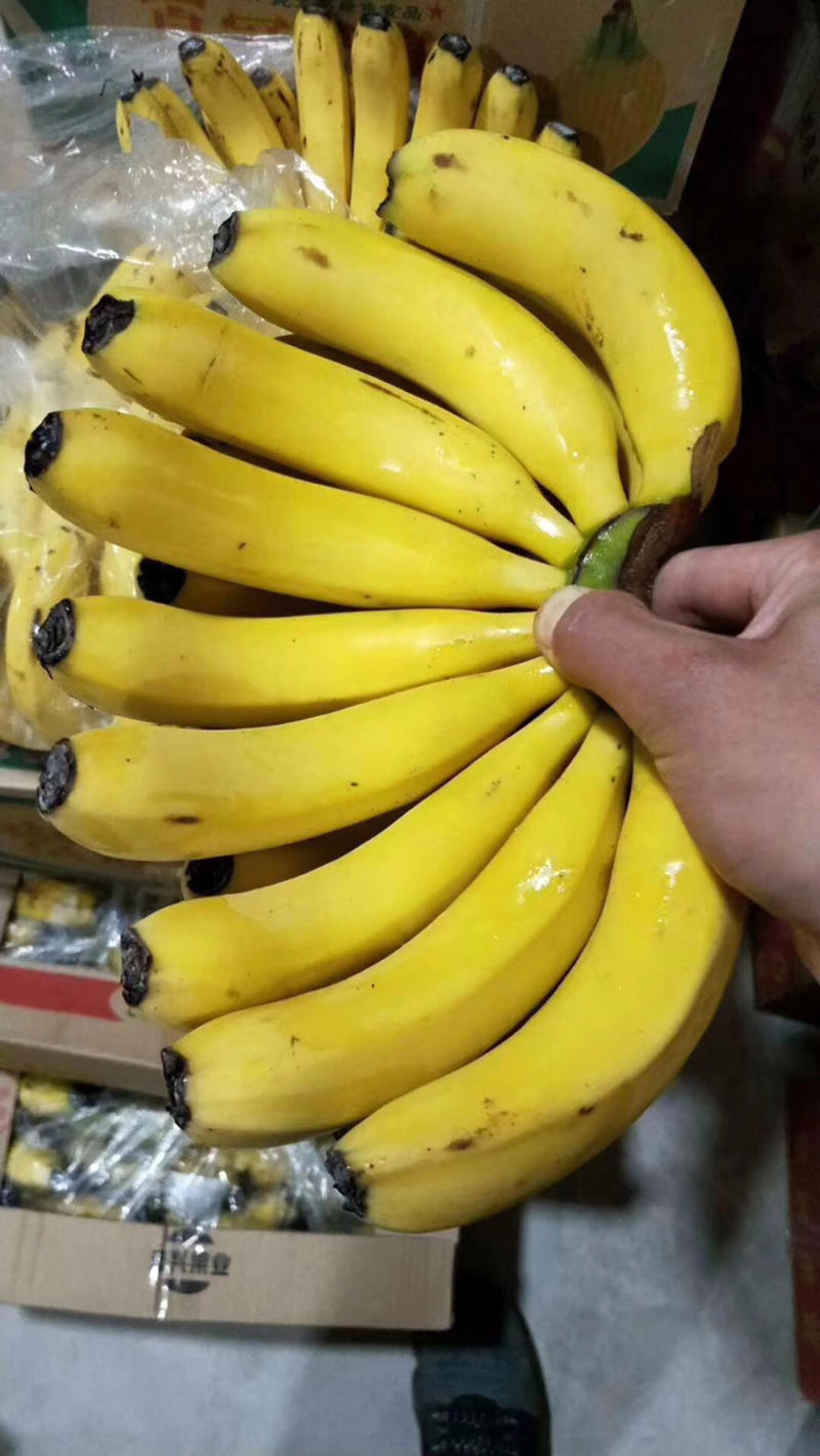 🔥🔥精品香蕉货源充足(放心采购)价格便宜保障质量