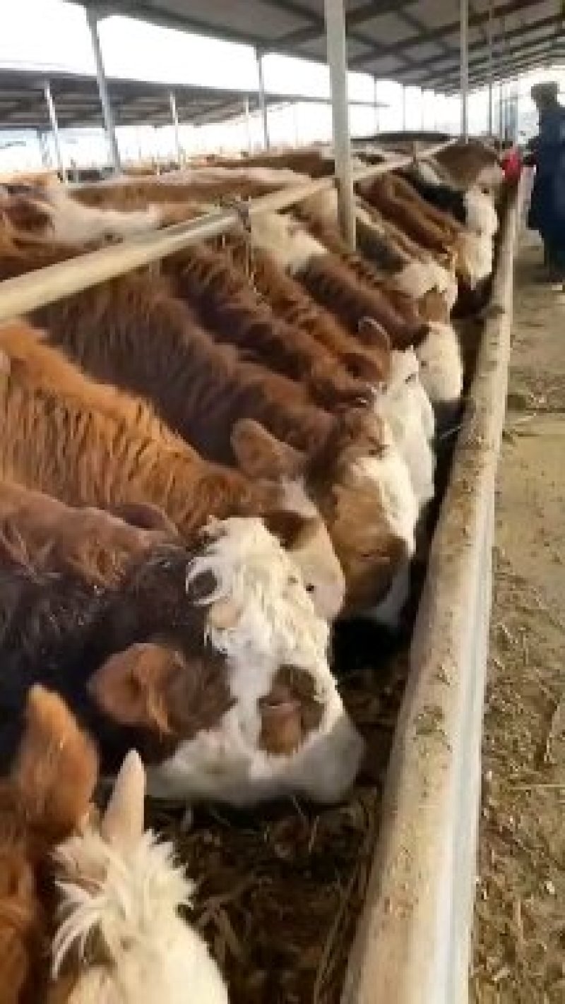 利木赞牛活体肉牛犊子全国各地免费送货提供肉牛养殖技