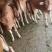 利木赞牛活体肉牛犊子全国各地免费送货提供肉牛养殖技