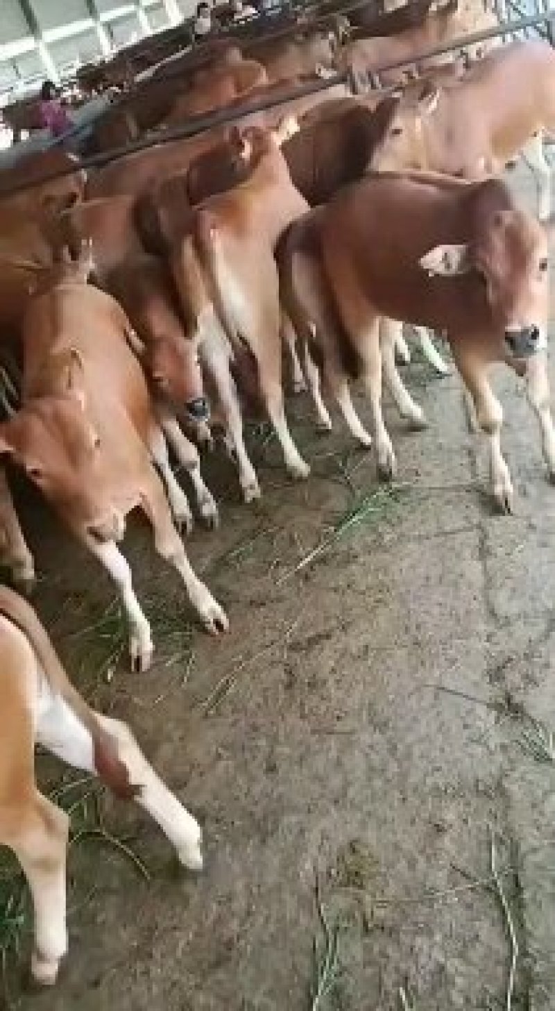 利木赞牛活体肉牛犊子全国各地免费送货提供肉牛养殖技