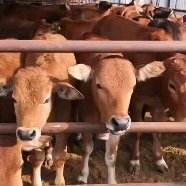 利木赞牛活体肉牛犊子全国各地免费送货提供肉牛养殖技