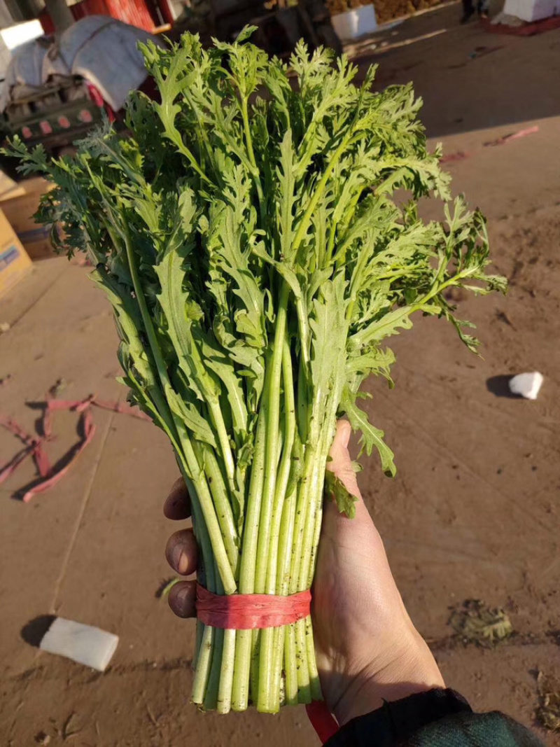🔥🔥精品茼蒿产地直发【专业代办】货源充足运输便利