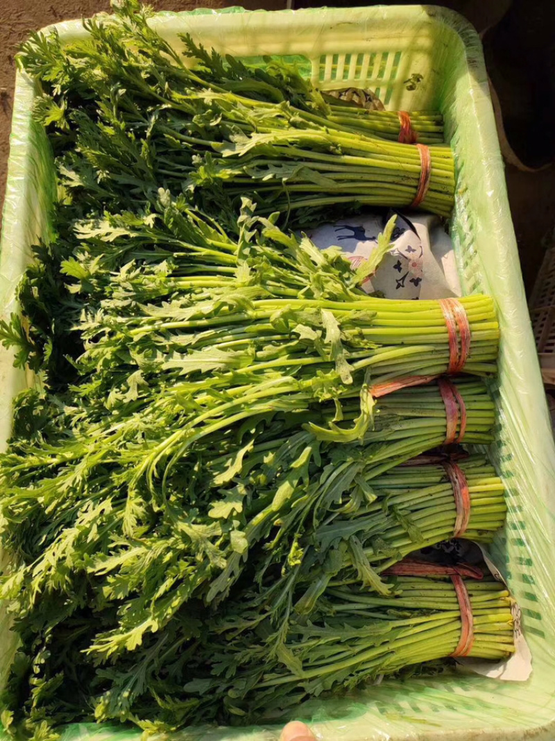 🔥🔥精品茼蒿产地直发【专业代办】货源充足运输便利