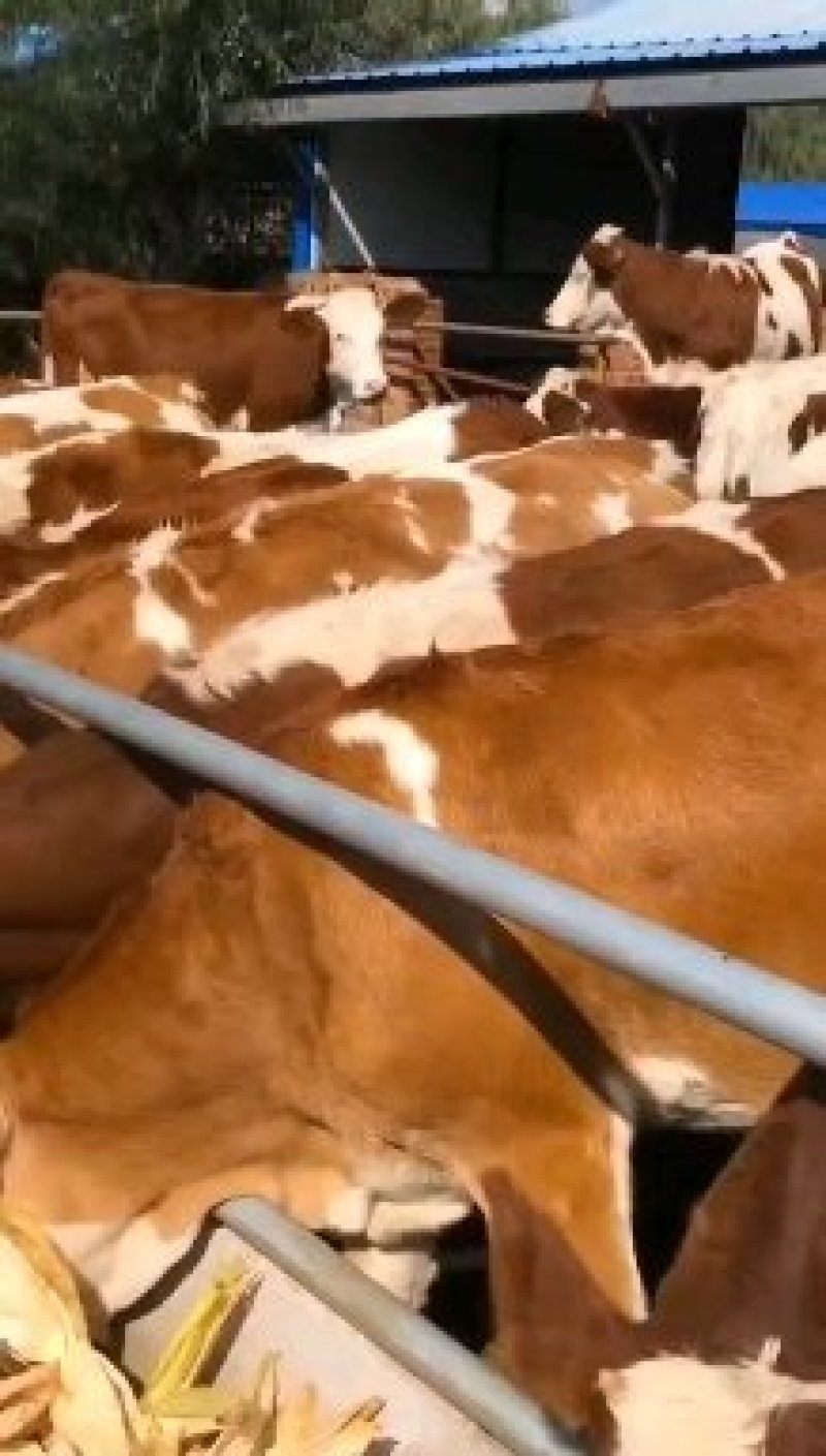 黄牛苗黄牛犊子肉牛犊活体小黄牛肉牛犊价格