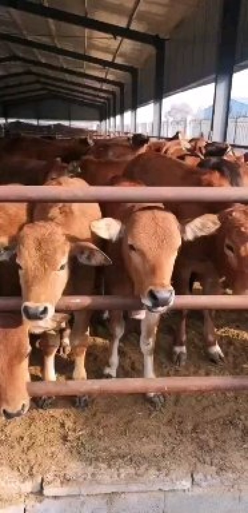 黄牛苗黄牛犊子肉牛犊活体小黄牛肉牛犊价格