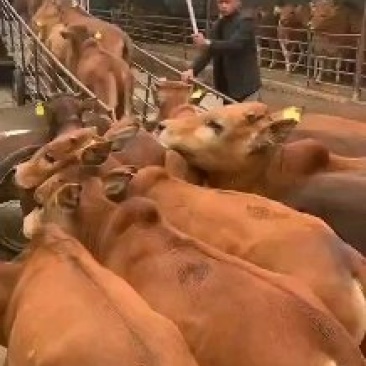 黄牛苗黄牛犊子肉牛犊活体小黄牛肉牛犊价格
