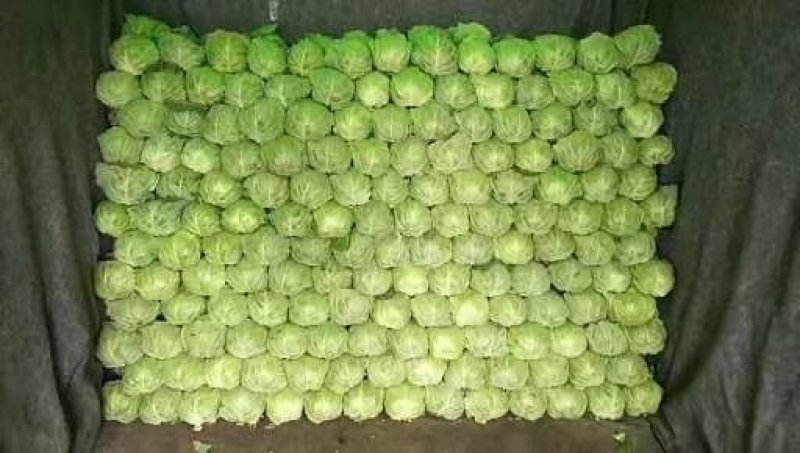 中甘中甘甘蓝牛心菜大量现货质量保证诚信经营