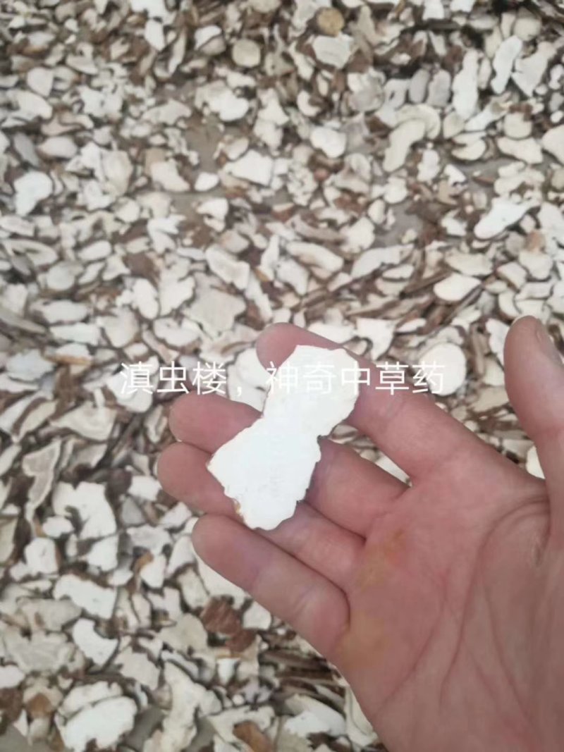 云南野生重楼片检验合格可以带票交药厂