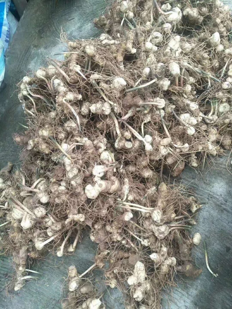 四川姜型甜黄精种茎1