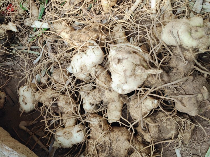 四川姜型甜黄精种茎1