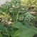 蓝莓