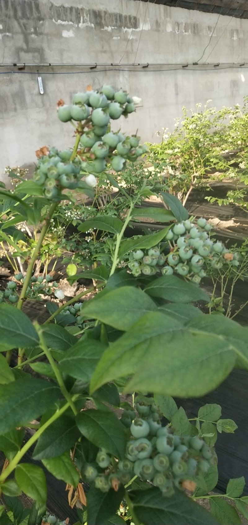 蓝莓