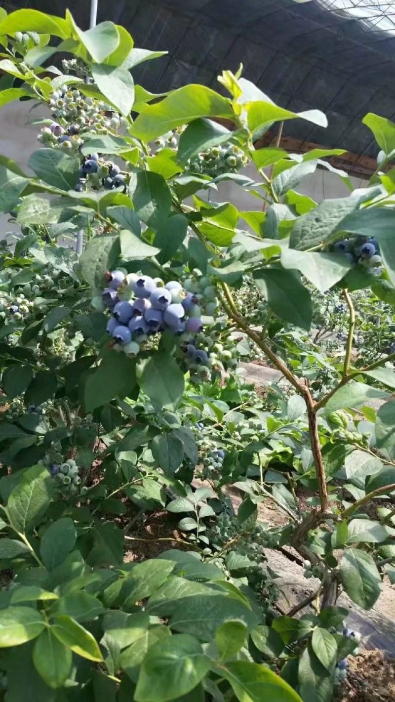 蓝莓