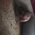 种猪