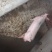 种猪