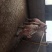 种猪