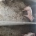 种猪