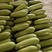 精品油绿西葫芦条形长单个半斤到1斤左右，可走电商各大超市
