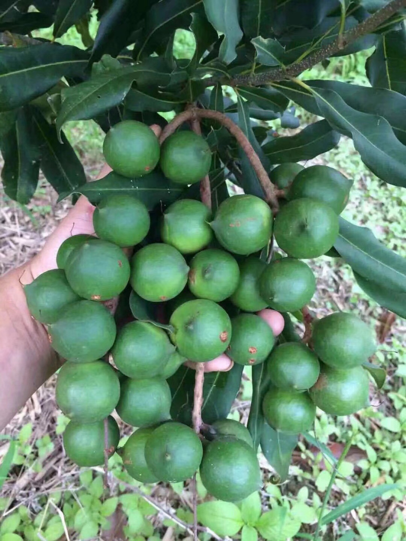 坚果苗澳洲坚果苗品种质量保证