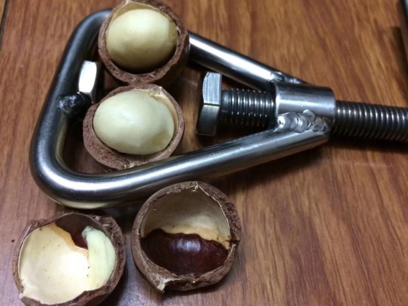 坚果苗澳洲坚果苗品种质量保证