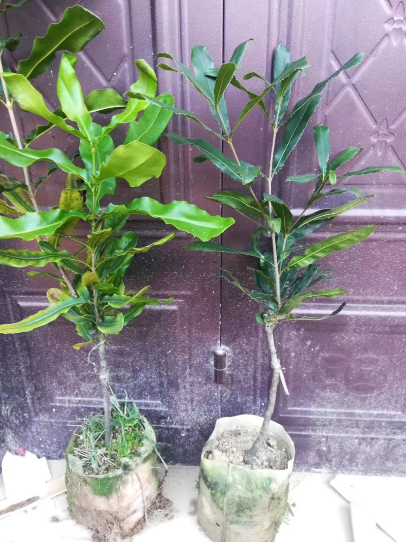 坚果苗澳洲坚果苗品种质量保证