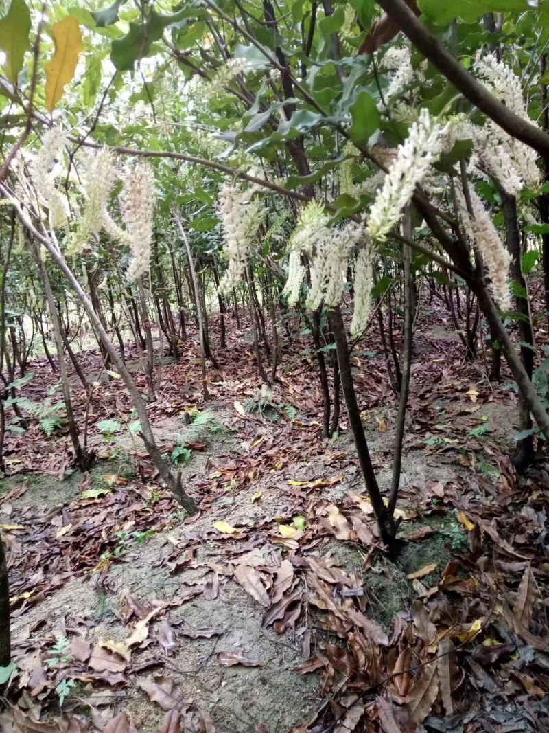 坚果苗澳洲坚果苗品种质量保证