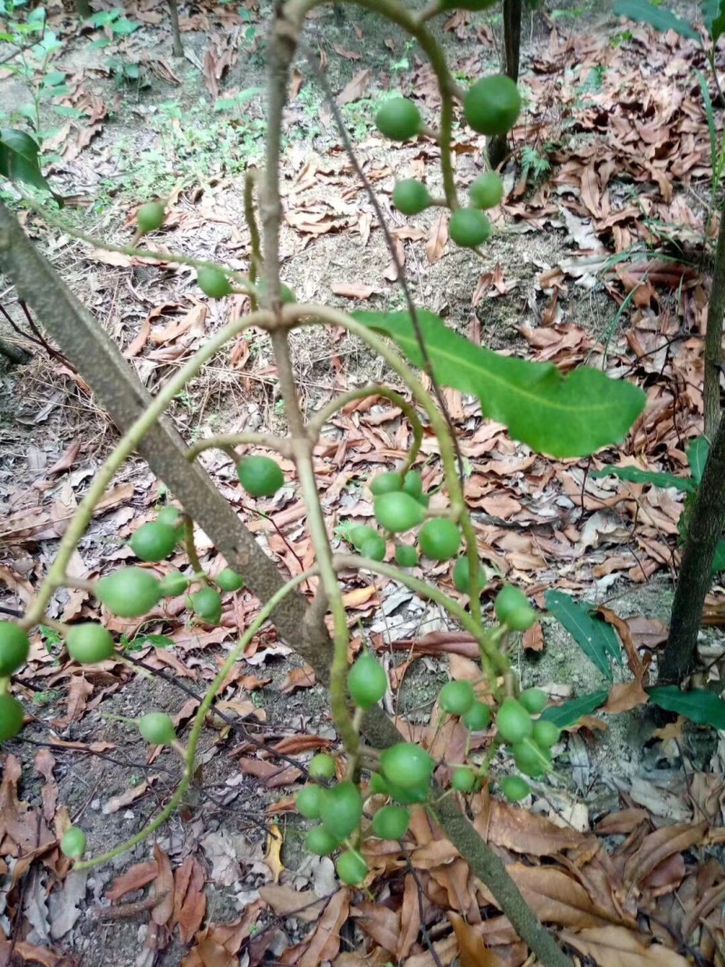 坚果苗澳洲坚果苗品种质量保证