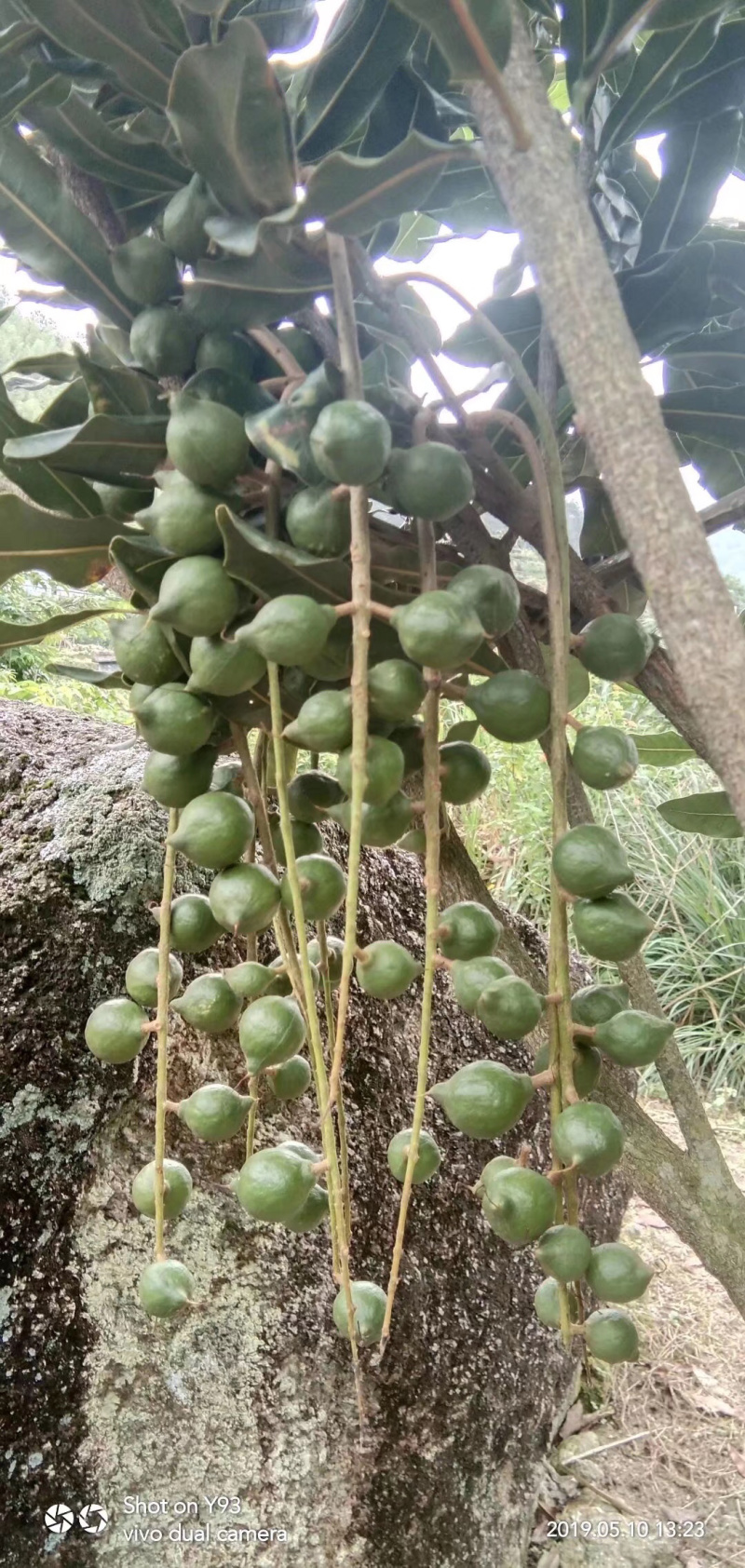 坚果苗澳洲坚果苗品种质量保证