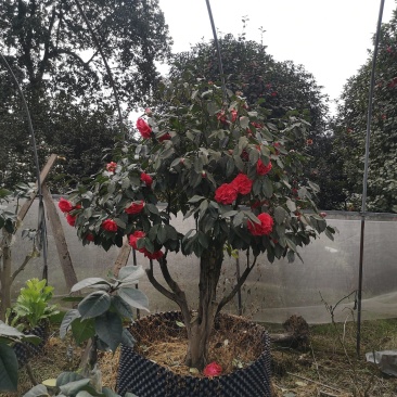 嫁接茶花（精选优质品种嫁接老桩）