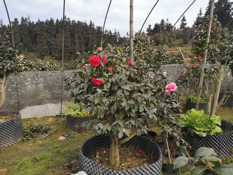 嫁接茶花（精选优质品种嫁接老桩）