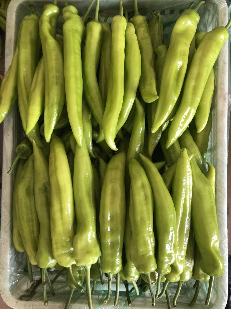 螺丝椒，龙椒，寿光蔬菜，源头供应，货源充足