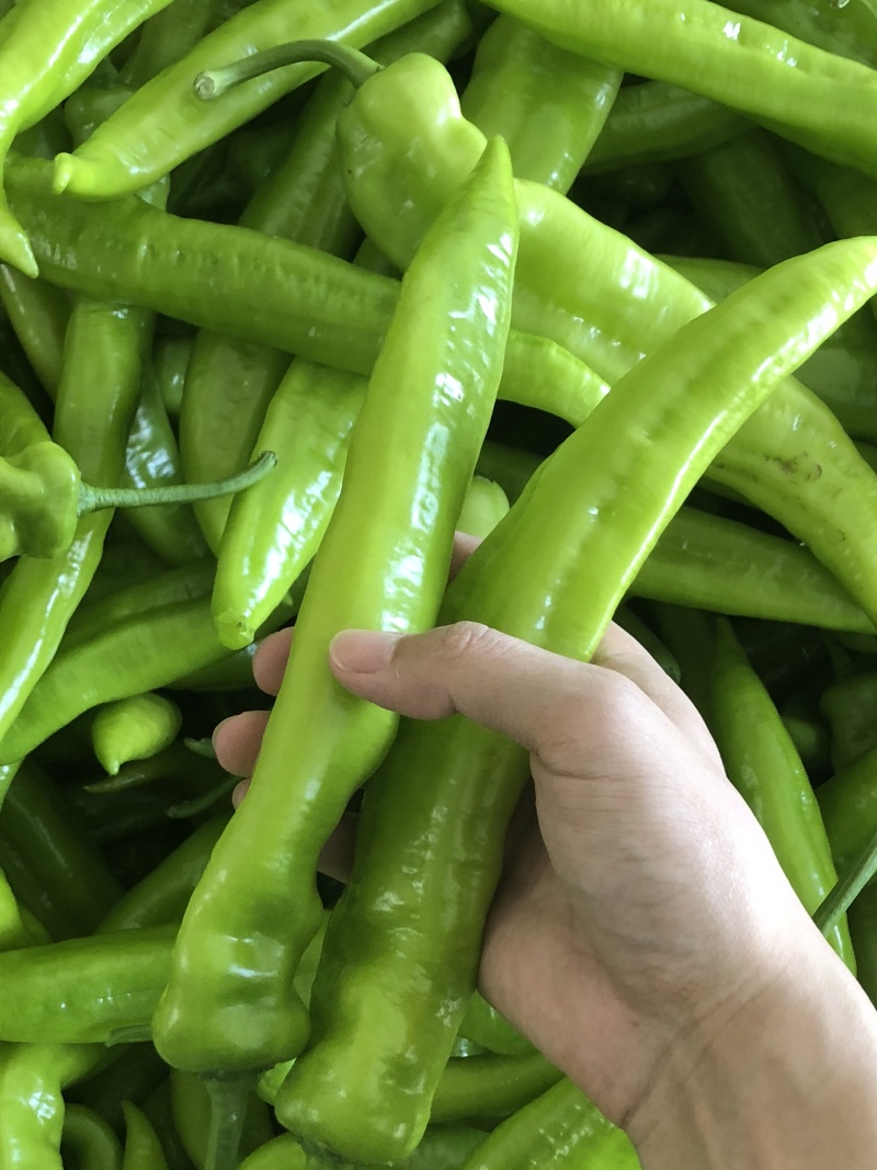 螺丝椒，龙椒，寿光蔬菜，源头供应，货源充足