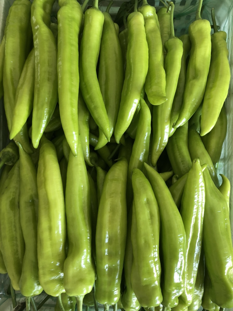 螺丝椒，龙椒，寿光蔬菜，源头供应，货源充足