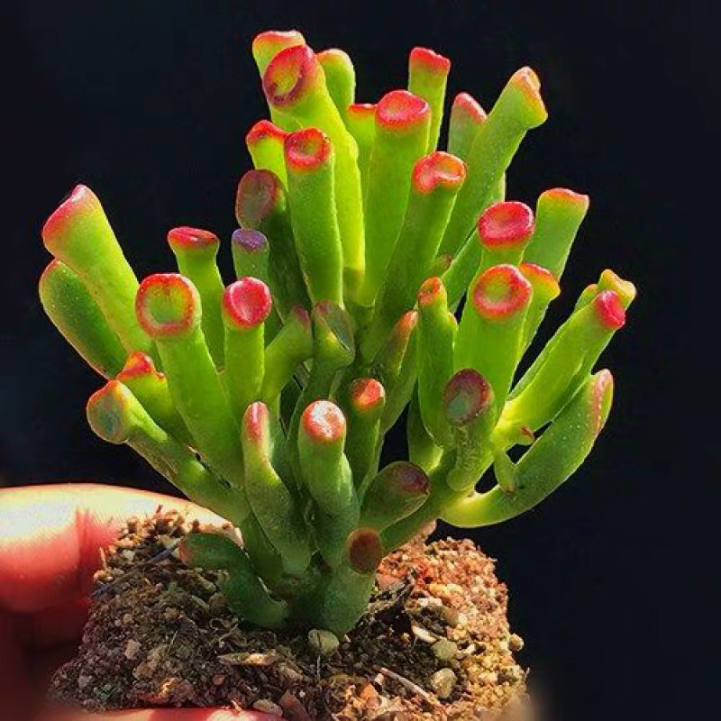 多肉吸财树老桩大桩花卉盆栽植物裸根111111