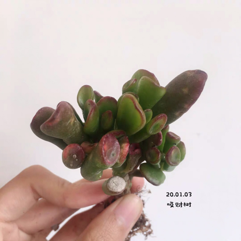 多肉吸财树老桩大桩花卉盆栽植物裸根111111