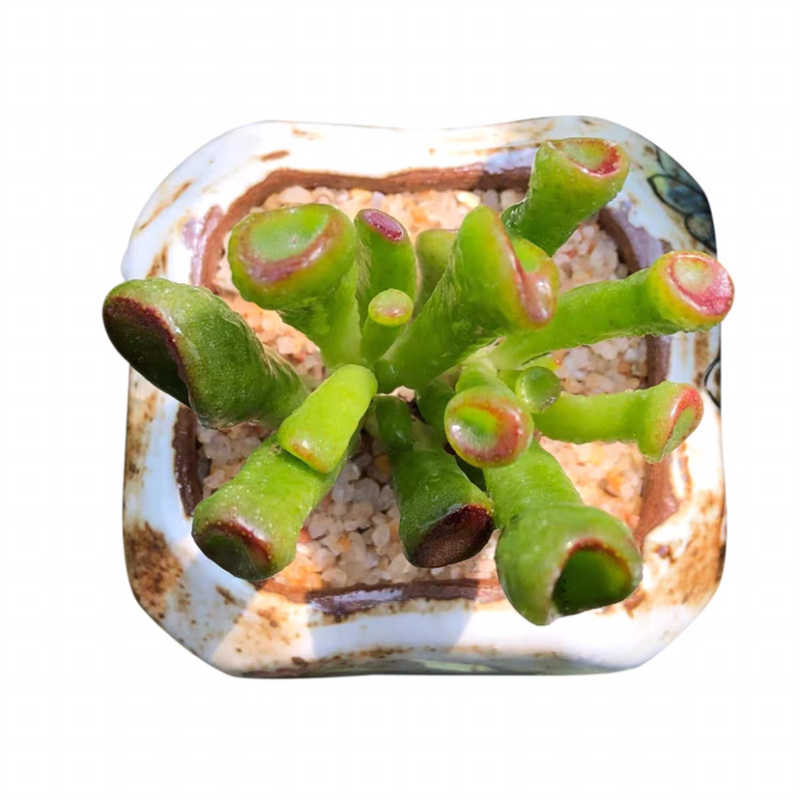 多肉吸财树老桩大桩花卉盆栽植物裸根111111