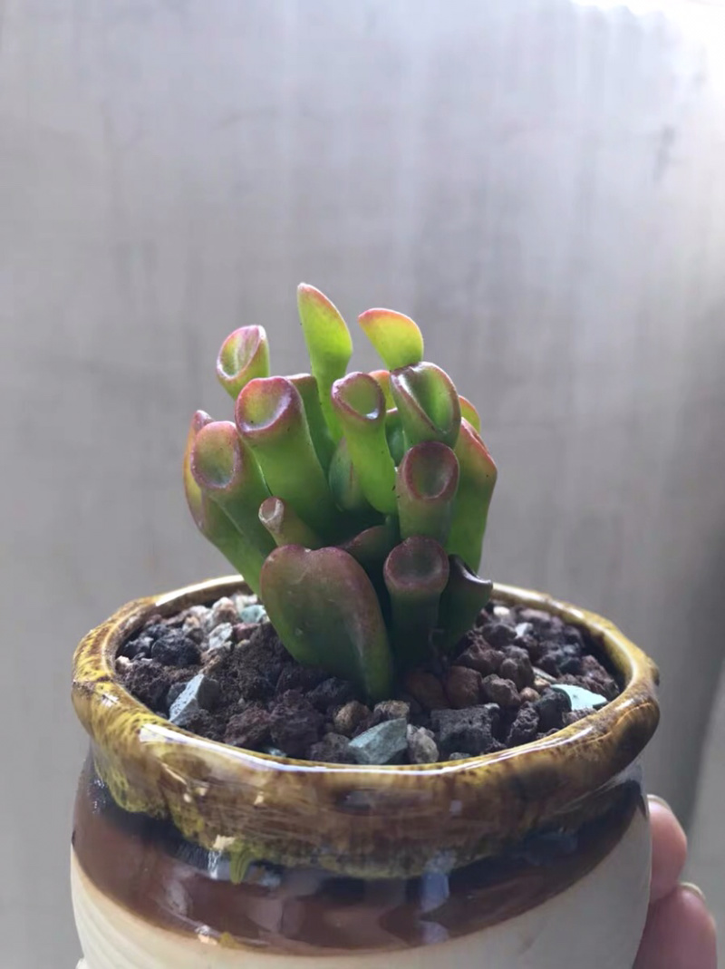 多肉吸财树老桩大桩花卉盆栽植物裸根111111