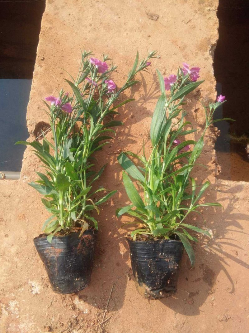 石竹，花卉盆景，观花植物