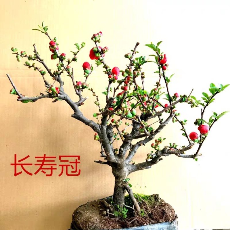 垂丝海棠截杆高度50公分发货可用于盆栽
