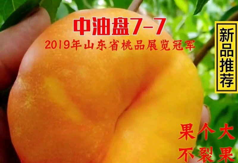 油蟠7桃苗，大量有货