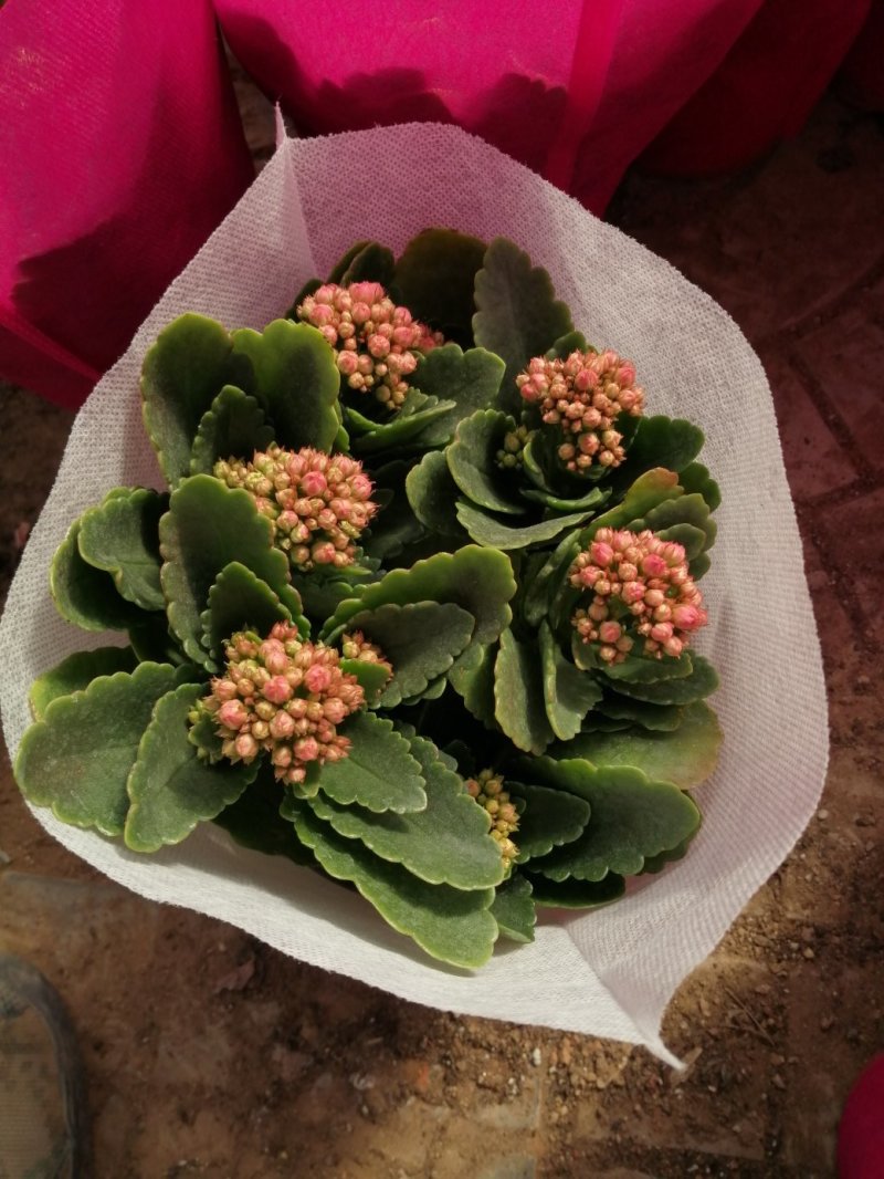 青州长寿花/种植基地发货/品相优/颜色齐全大量出货实惠