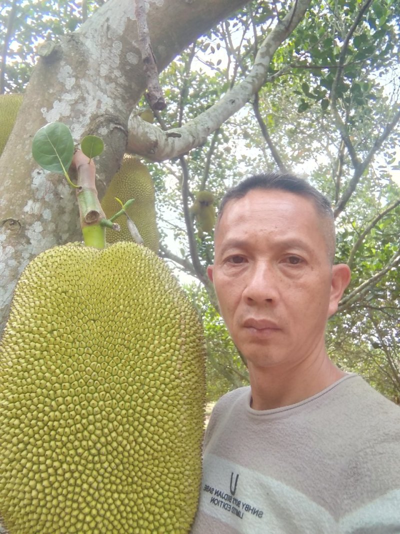 菠萝蜜