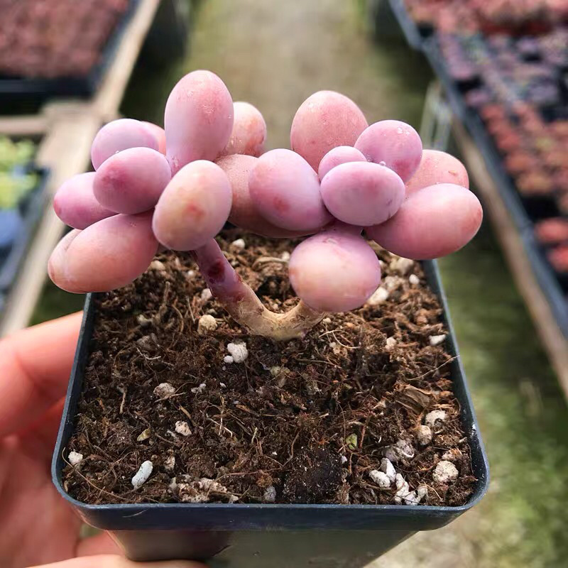 多肉花卉盆栽植物桃蛋多头裸根多肉1111111